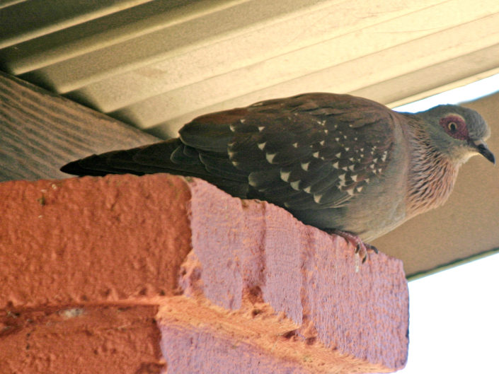 Speckled pigeon