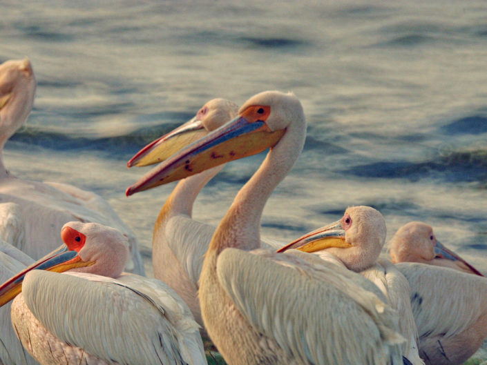 Great white pelicans