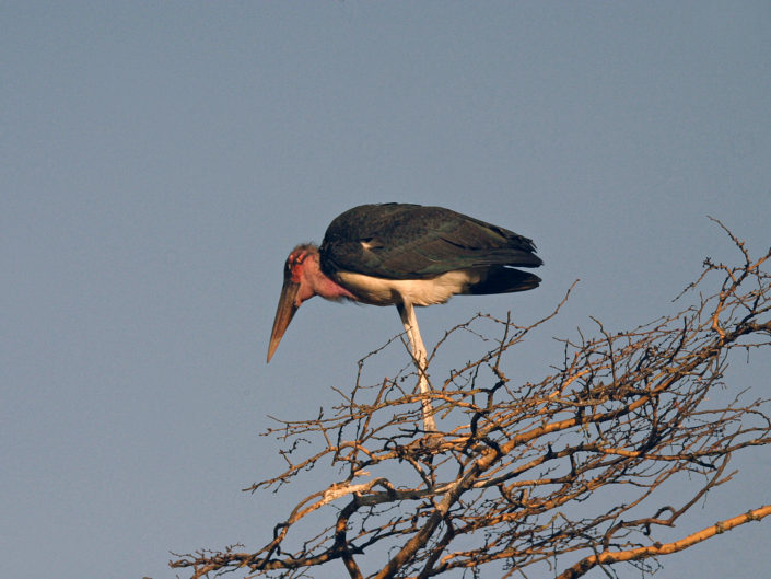 Marabou stork on a tree