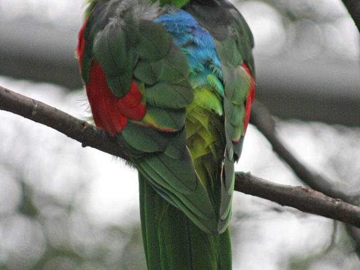 Eclectus parrot