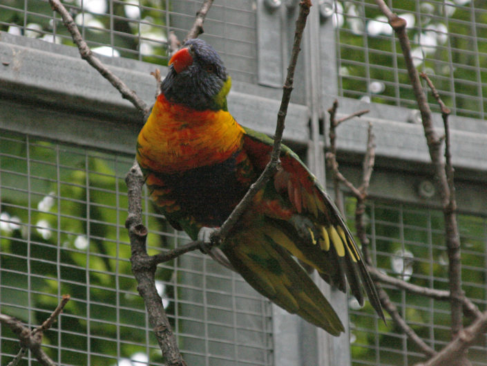 Coconut lorikeet