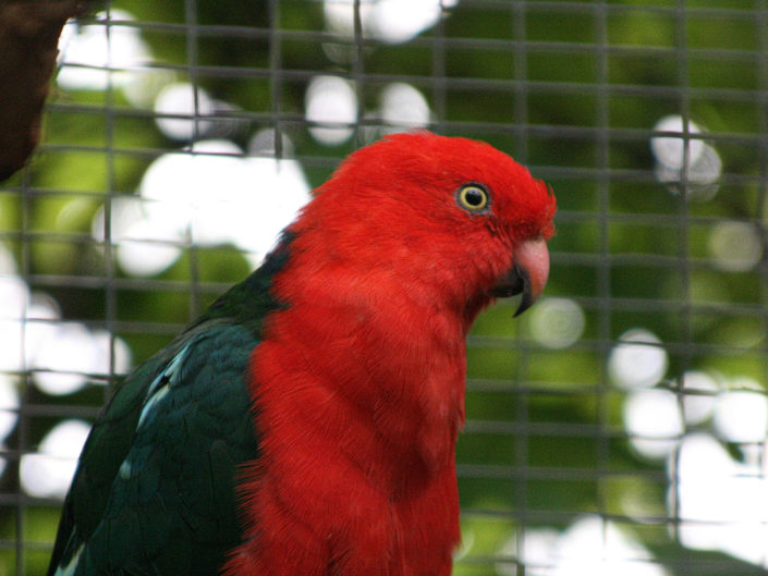 Australian king parrot