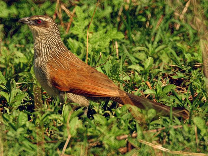 White-browed coucal