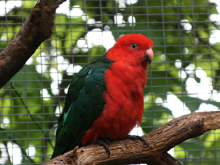 Australian king parrot