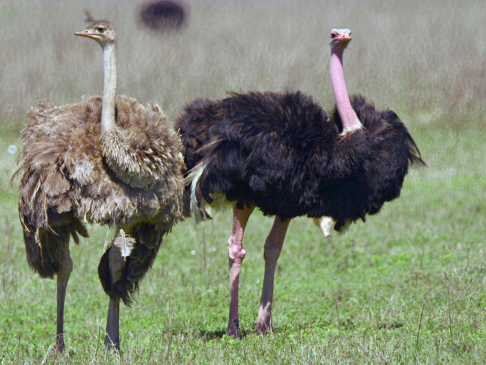 Masai ostriches