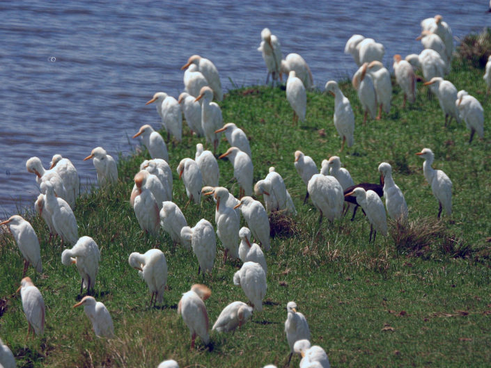 Cattle egrets