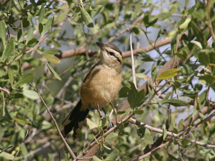Black-crowned tchagra