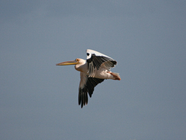 Great white pelican flying