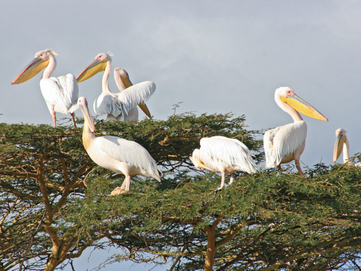 Great white pelicans