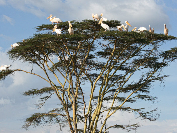 Great white pelicans