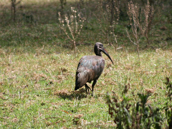 Hadada ibis