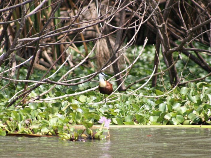 African jacana