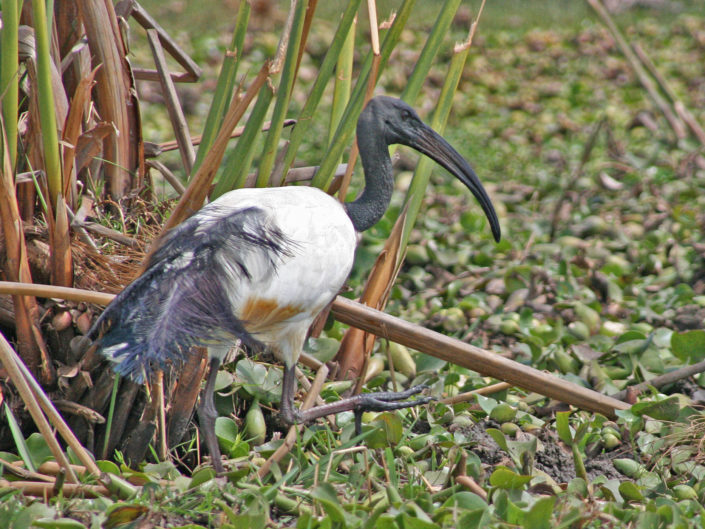 African sacred ibis