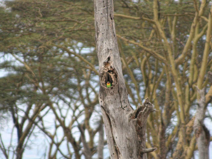 Yellow-collared lovebird