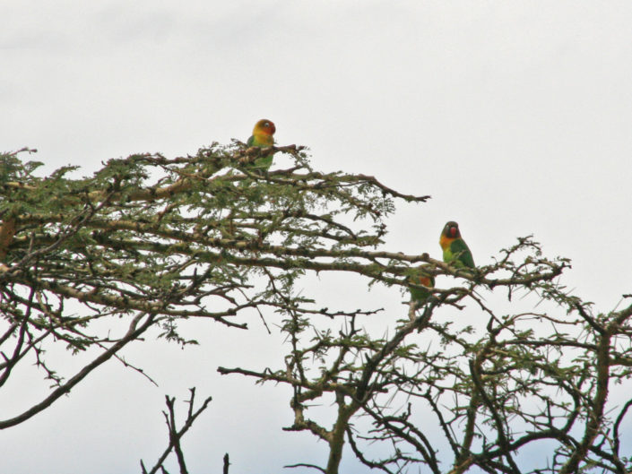 Fischer's and yellow-collared lovebird