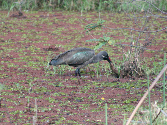 Hadada ibis