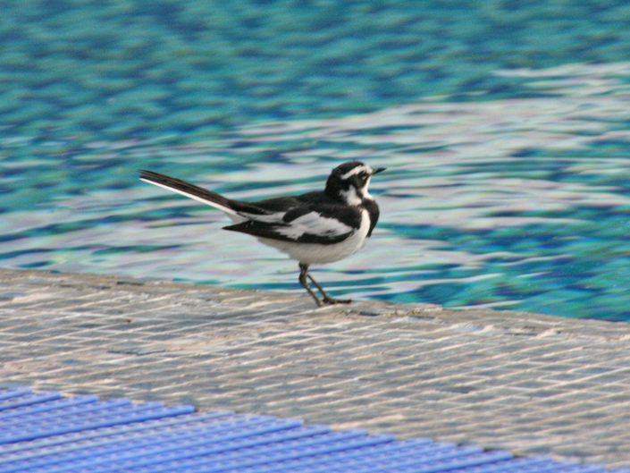 African pied wagtail