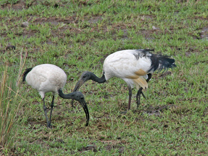 African sacred ibis