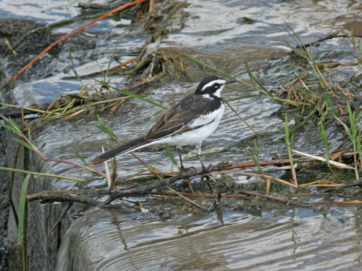 African pied wagtail