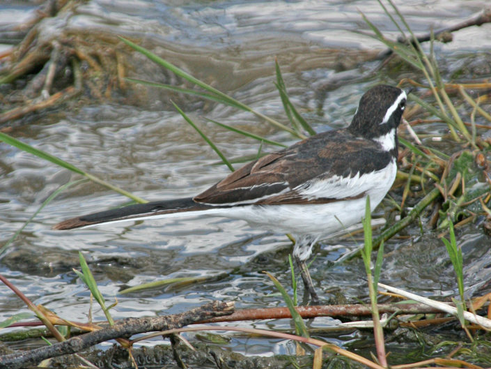 African pied wagtail