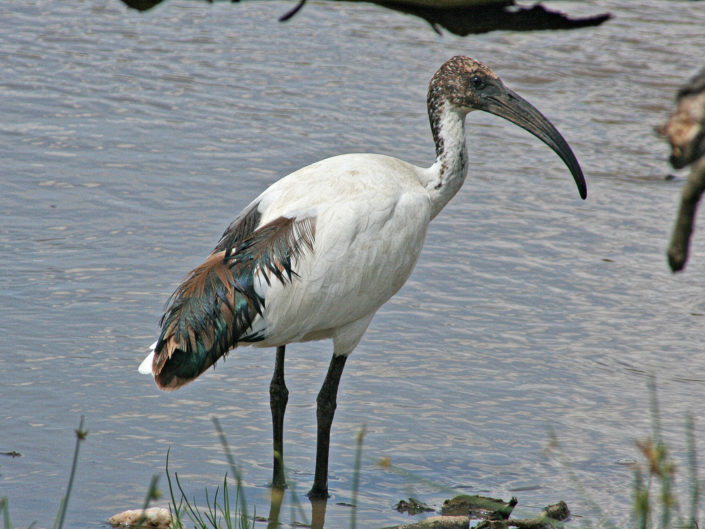African sacred ibis