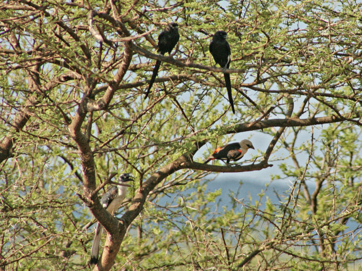 White-headed buffalo weaver