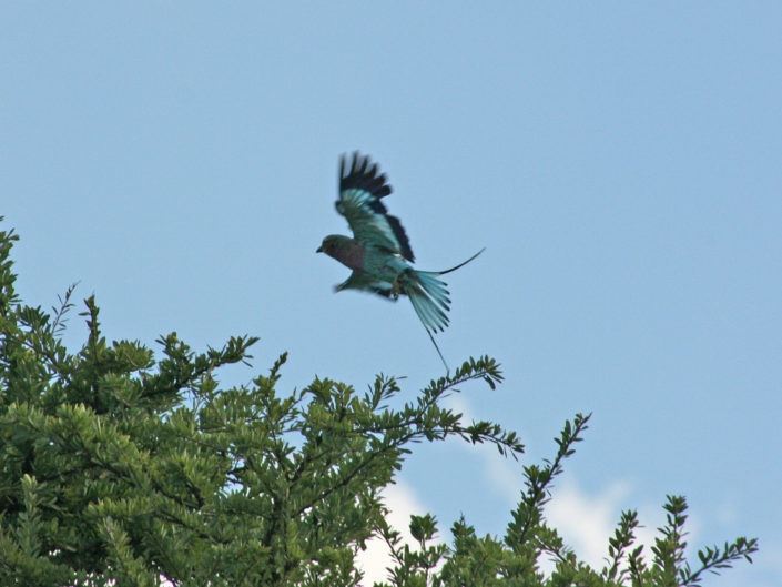 Lilac-breasted roller