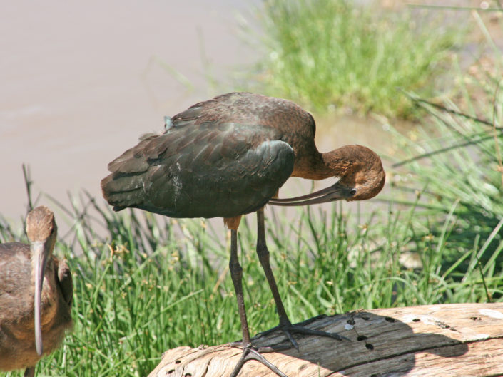 Glossy ibis