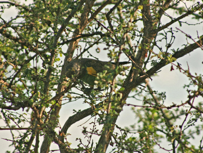 Meyer's parrot