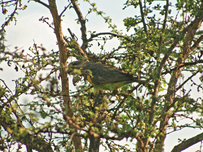 Meyer's parrot