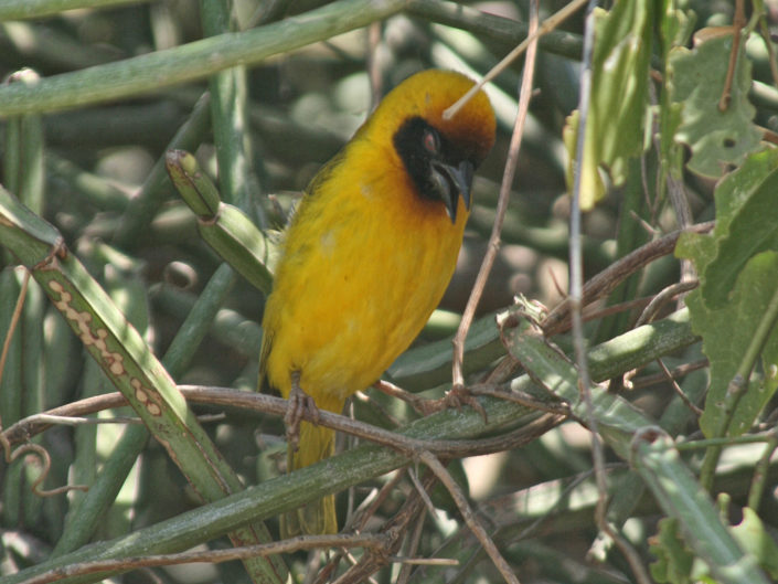 Vitelline masked weaver