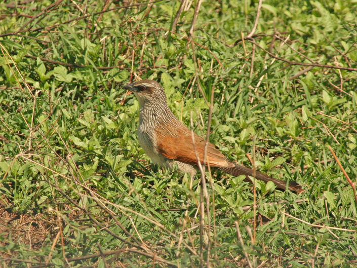 White-browed coucal