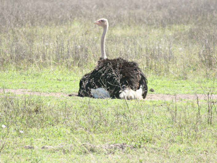 Masai ostrich