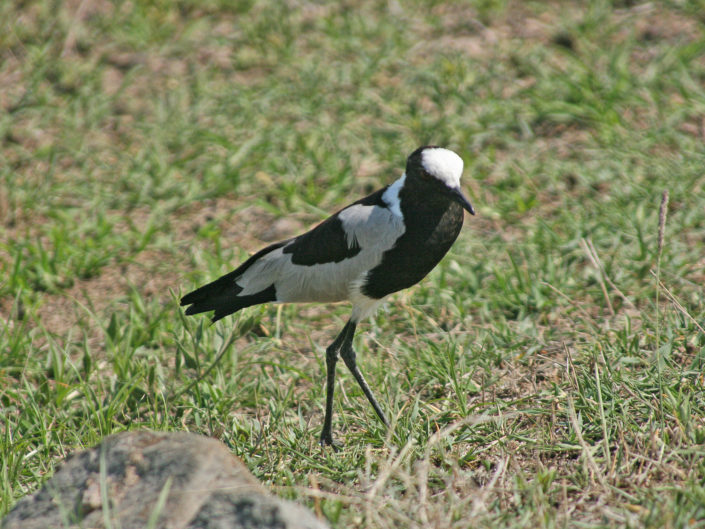 Blacksmith lapwing