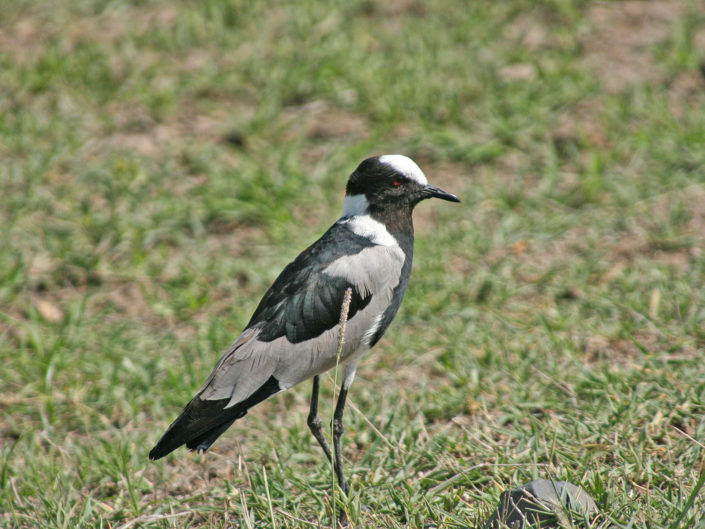 Blacksmith lapwing