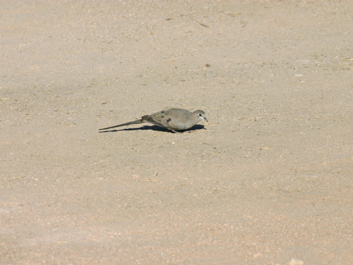 Namaqua dove