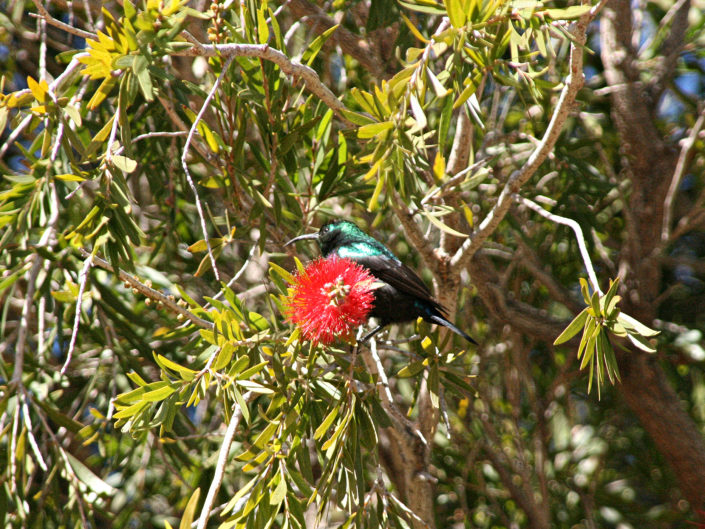 Marico sunbird