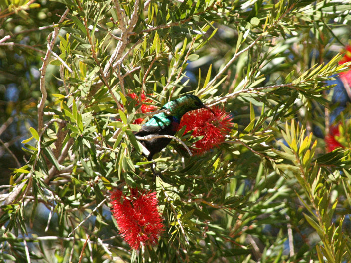 Marico sunbird