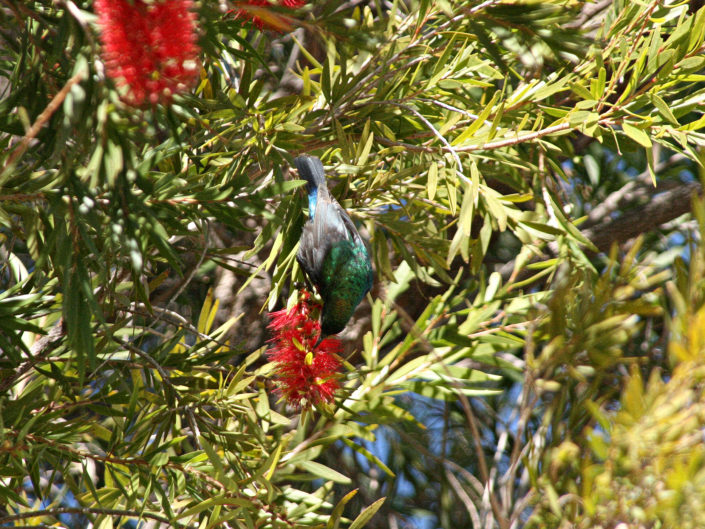 Marico sunbird