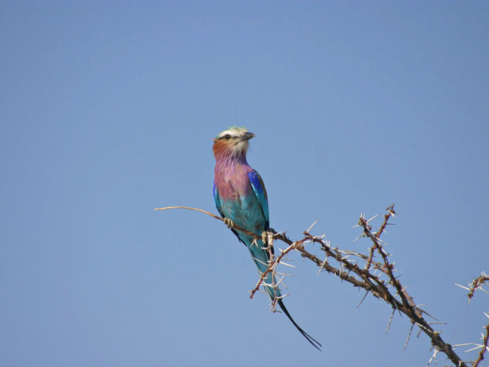 Lilac-breasted roller