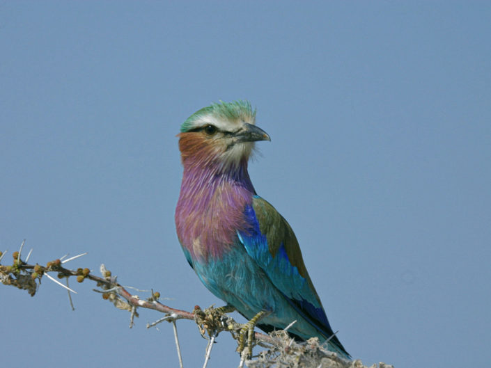 Lilac-breasted roller