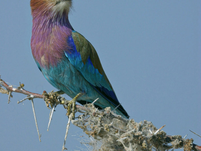 Lilac-breasted roller