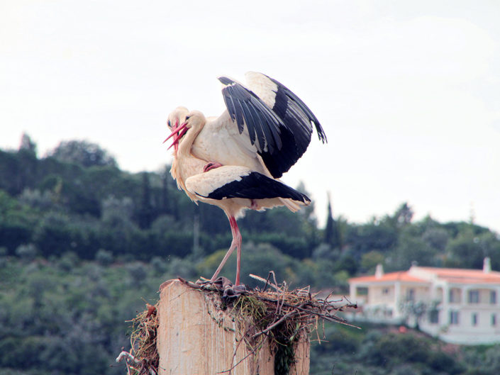 White storks in family planning