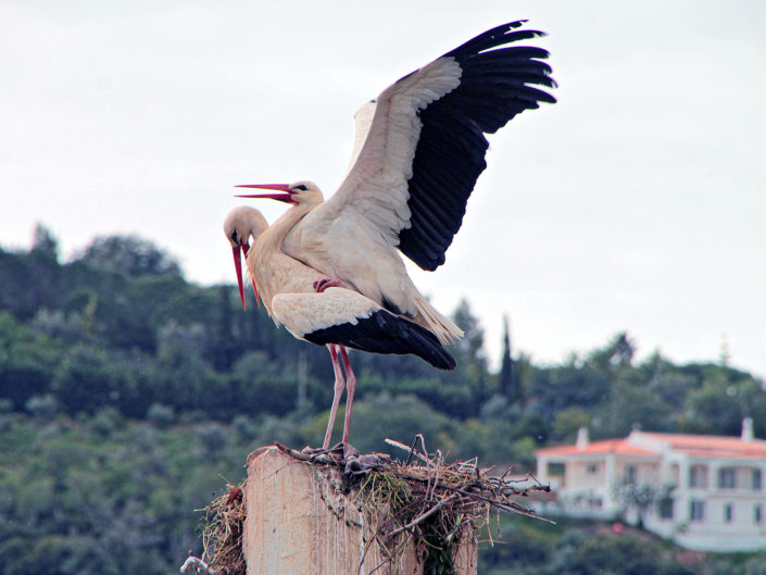 White storks in family planning