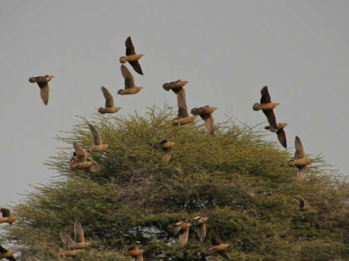 Namaqua sandgrouse