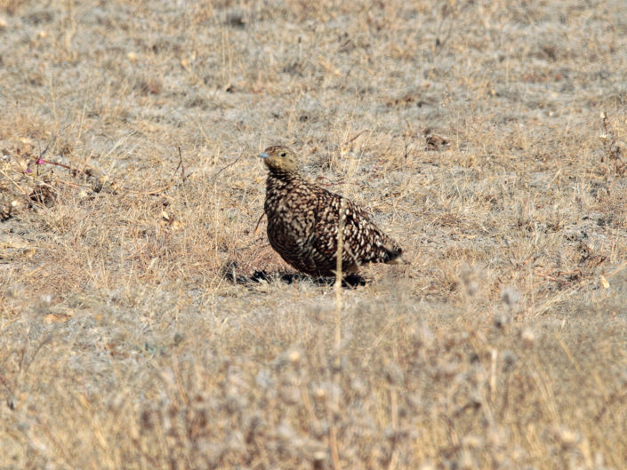 Namaqua sandgrouse