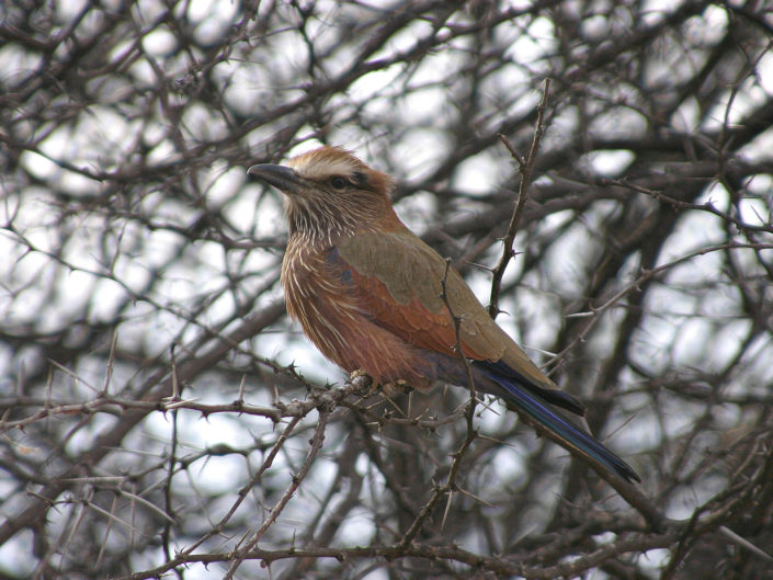 Purple roller