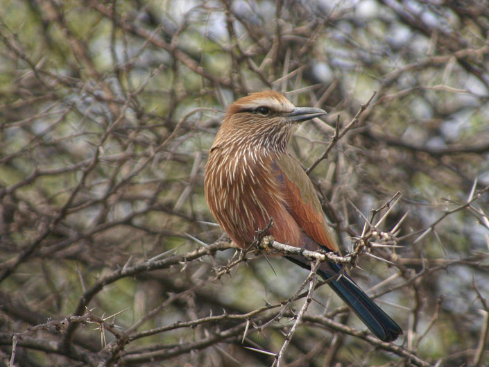 Purple roller