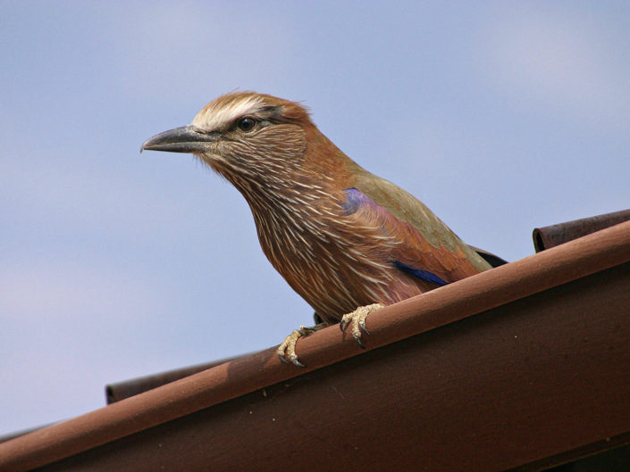 Purple roller