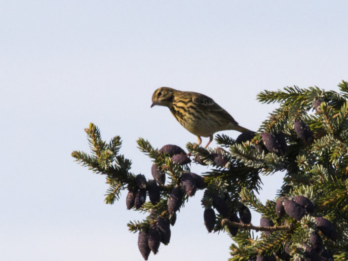 Tree pipit